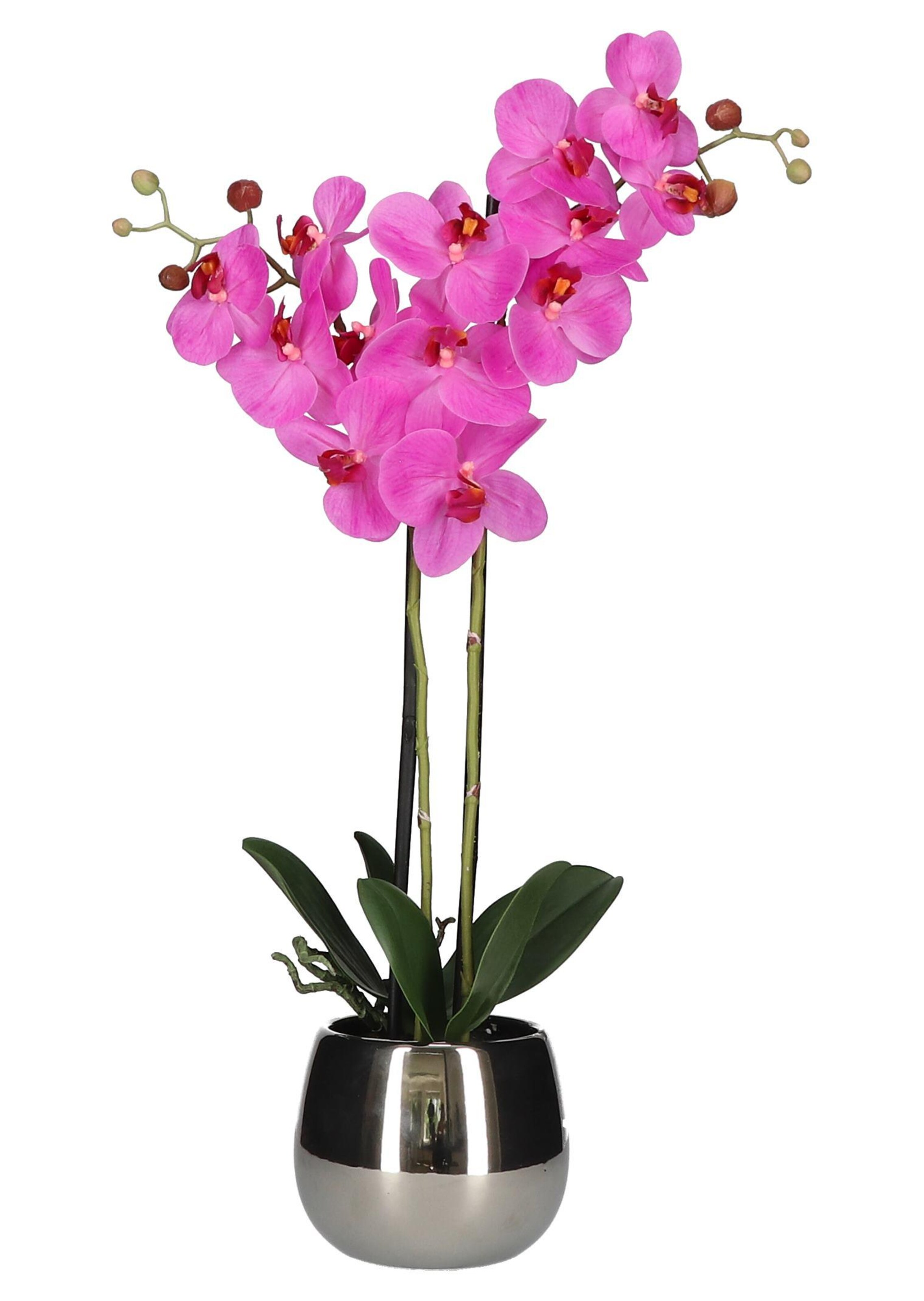 Phalaenopsis