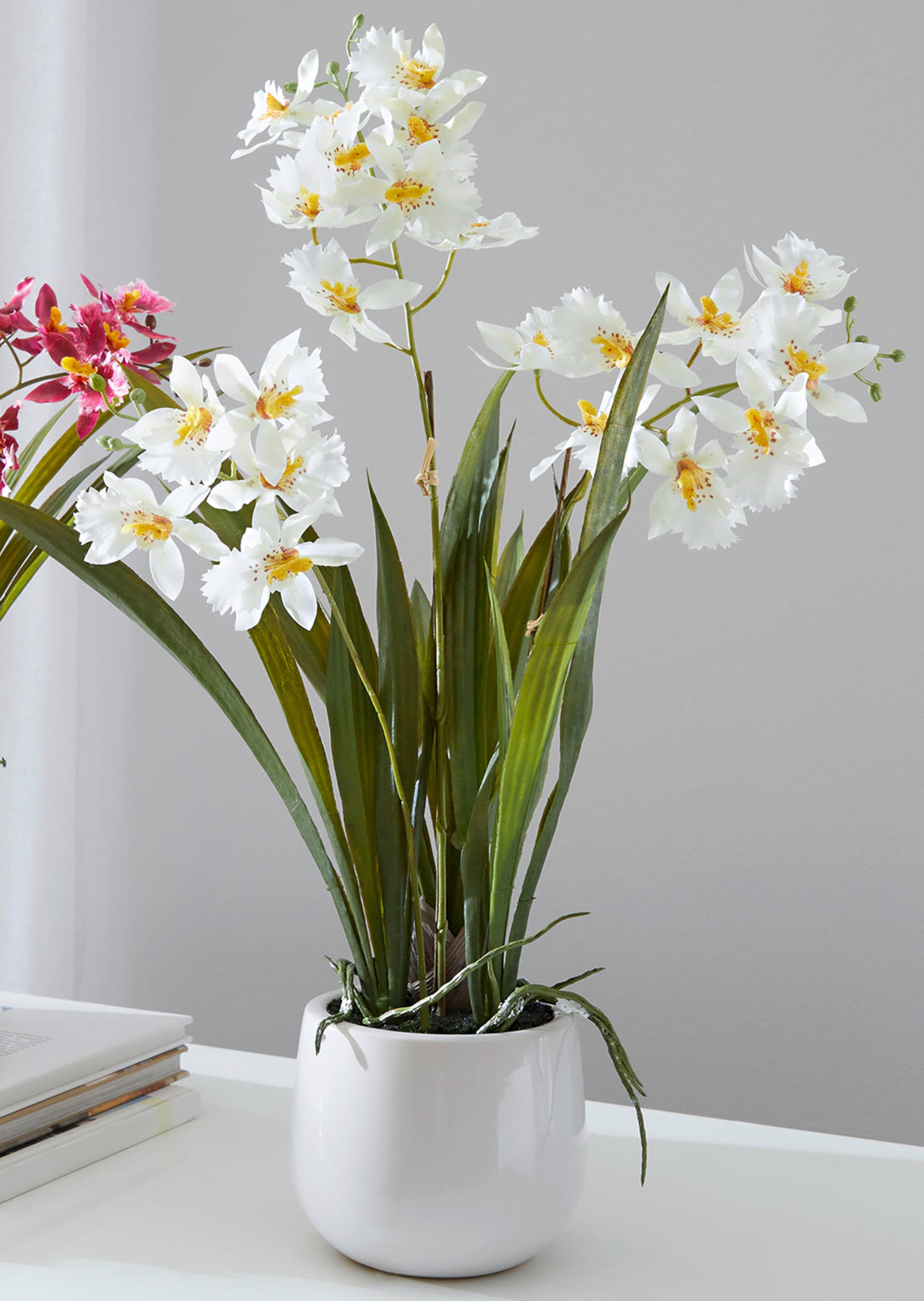 Cambria-Orchidee