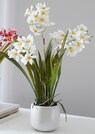 Cambria-Orchidee thumbnail 1