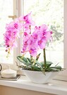 Phalaenopsis thumbnail 2