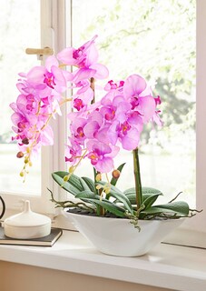 Phalaenopsis thumbnail 2