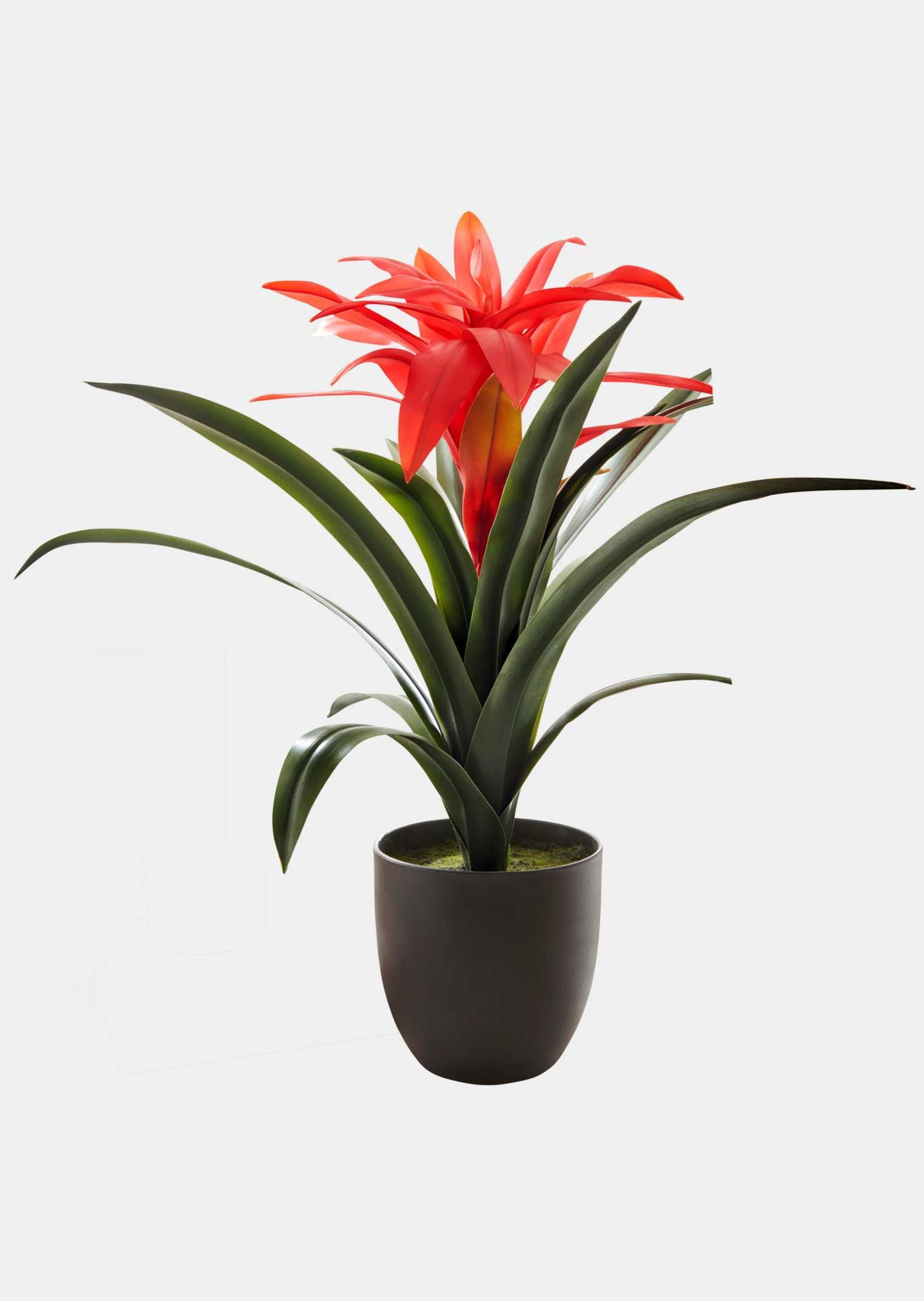 Bromelia