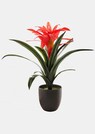 Bromelia thumbnail 1
