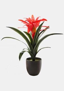 Bromelia thumbnail 1