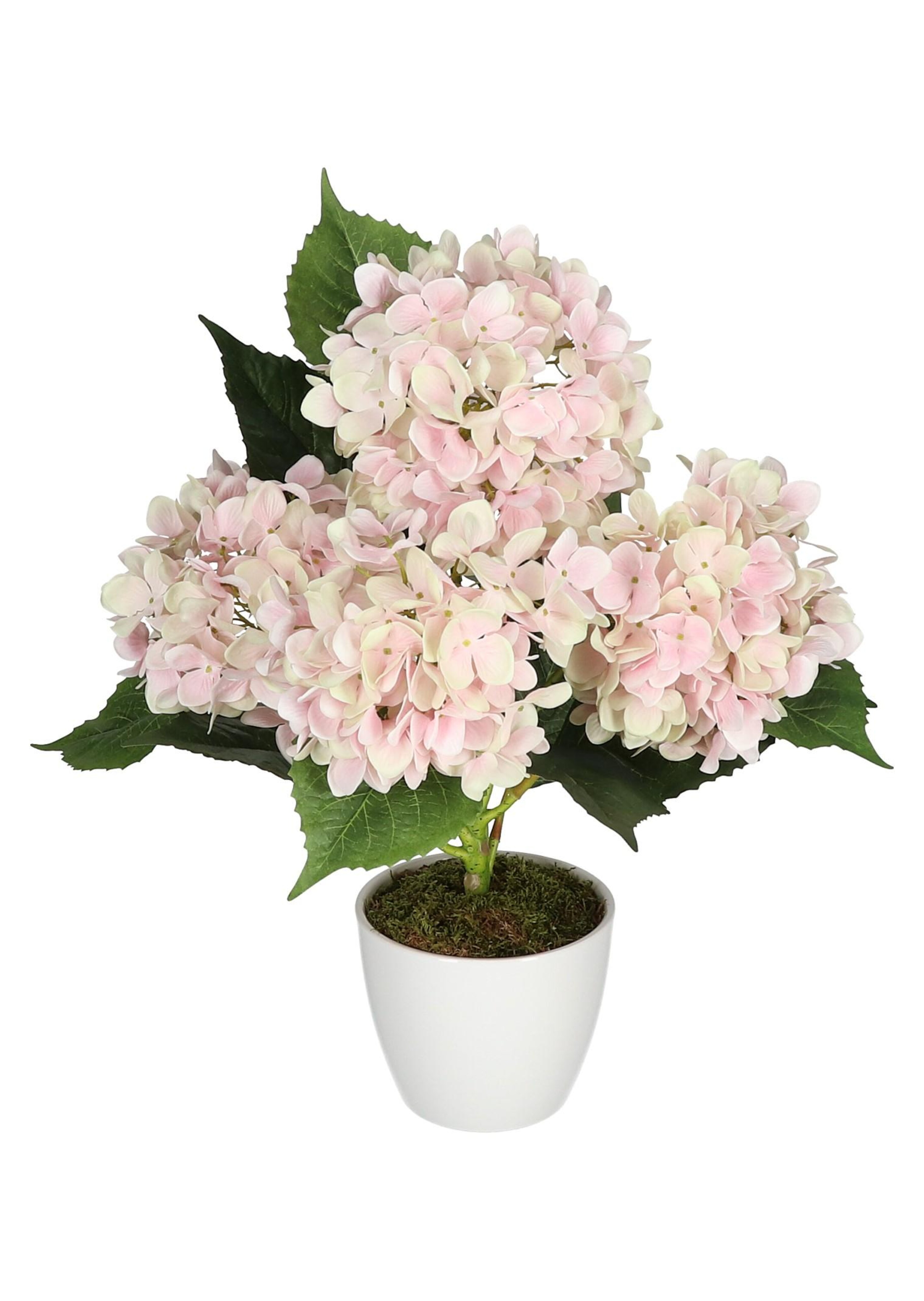 Hortensie
