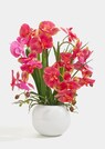 Orchidée papillon thumbnail 2