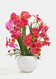 Orchidée papillon thumbnail 2