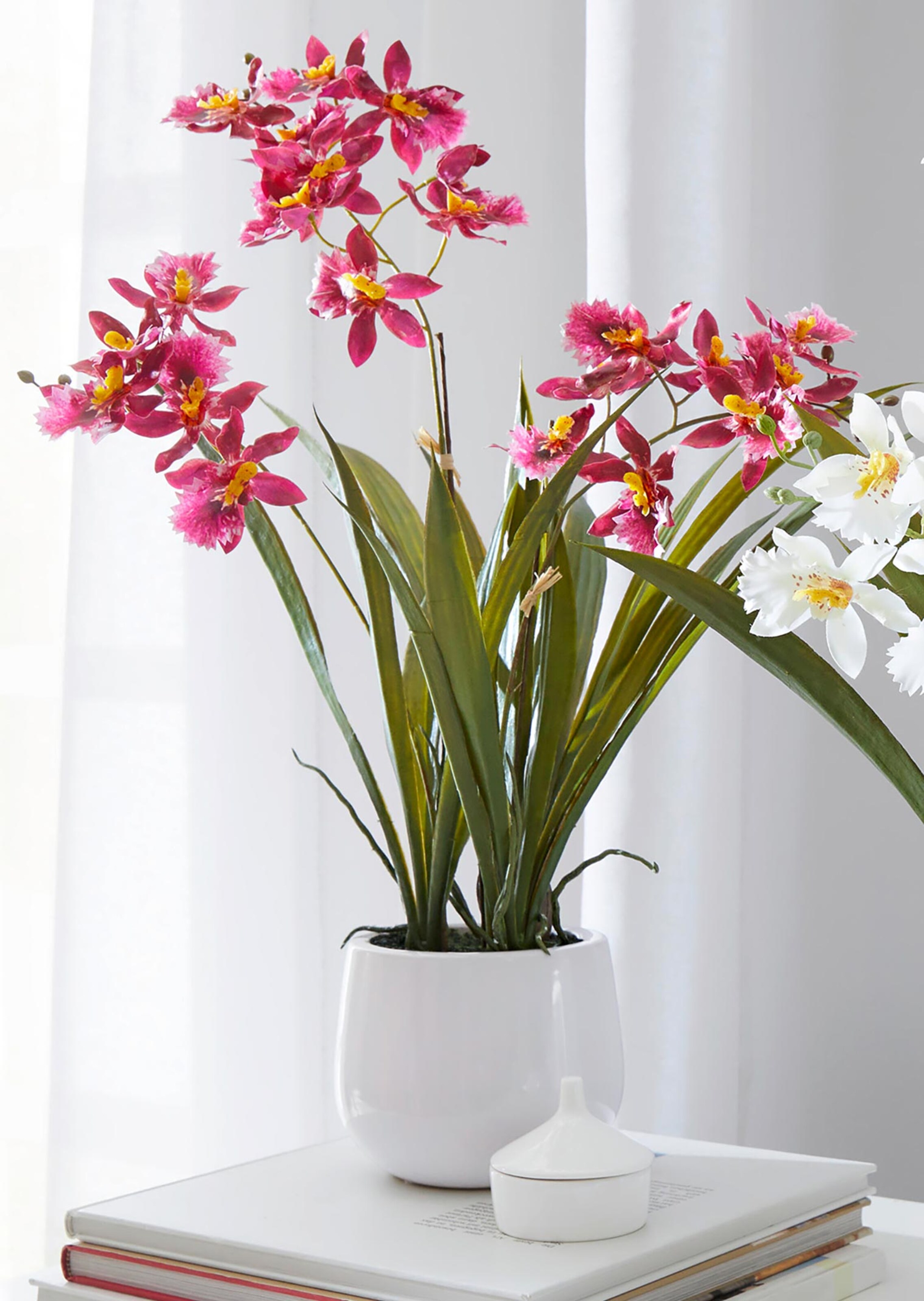 Cambria-Orchidee