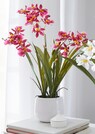 Cambria-Orchidee thumbnail 1