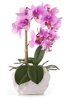 Vlinderorchidee thumbnail 2