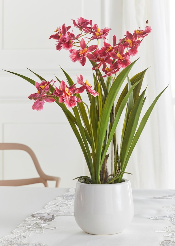 Cambria orchidee