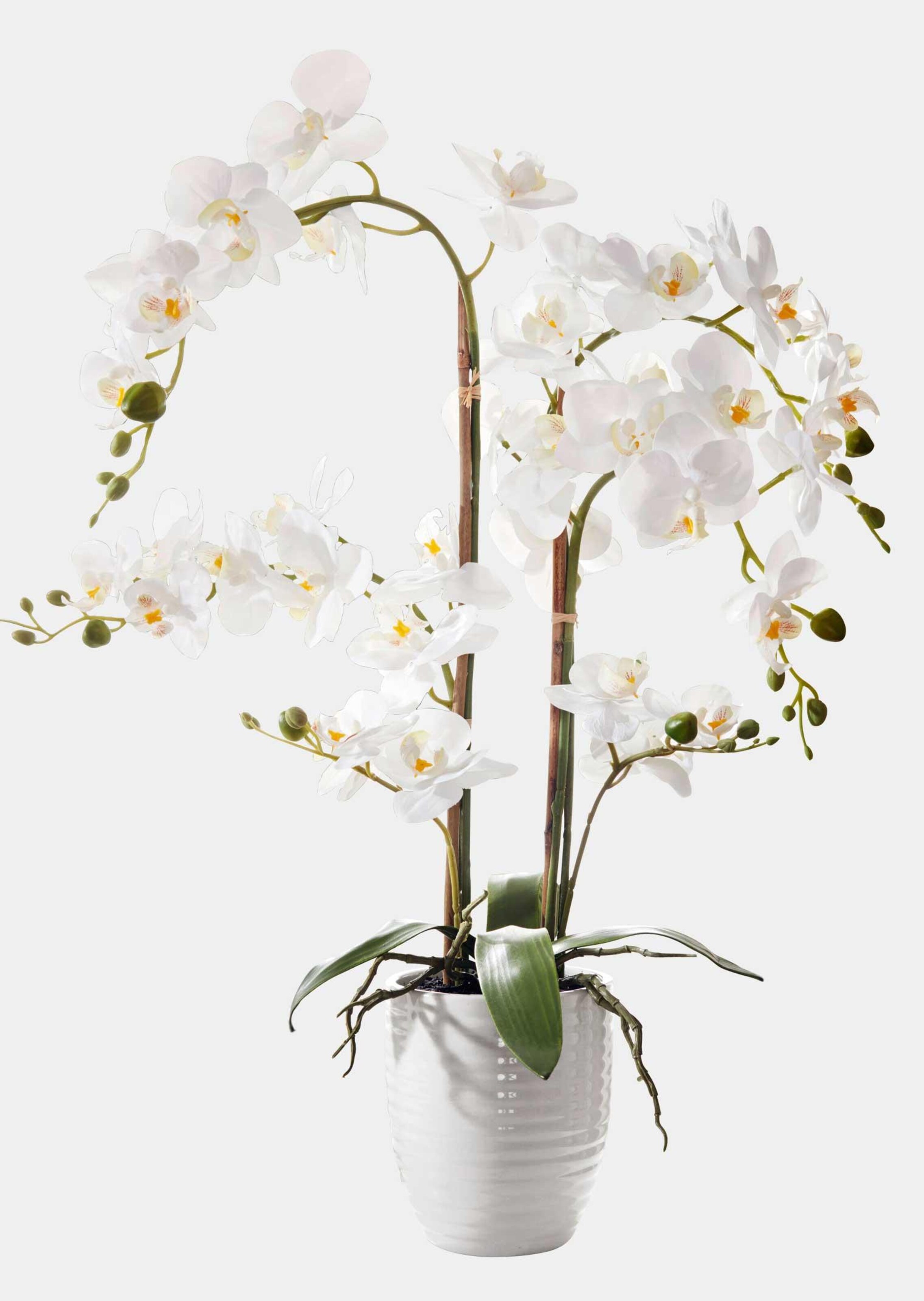 Phalaenopsis