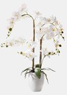 Phalaenopsis thumbnail 1