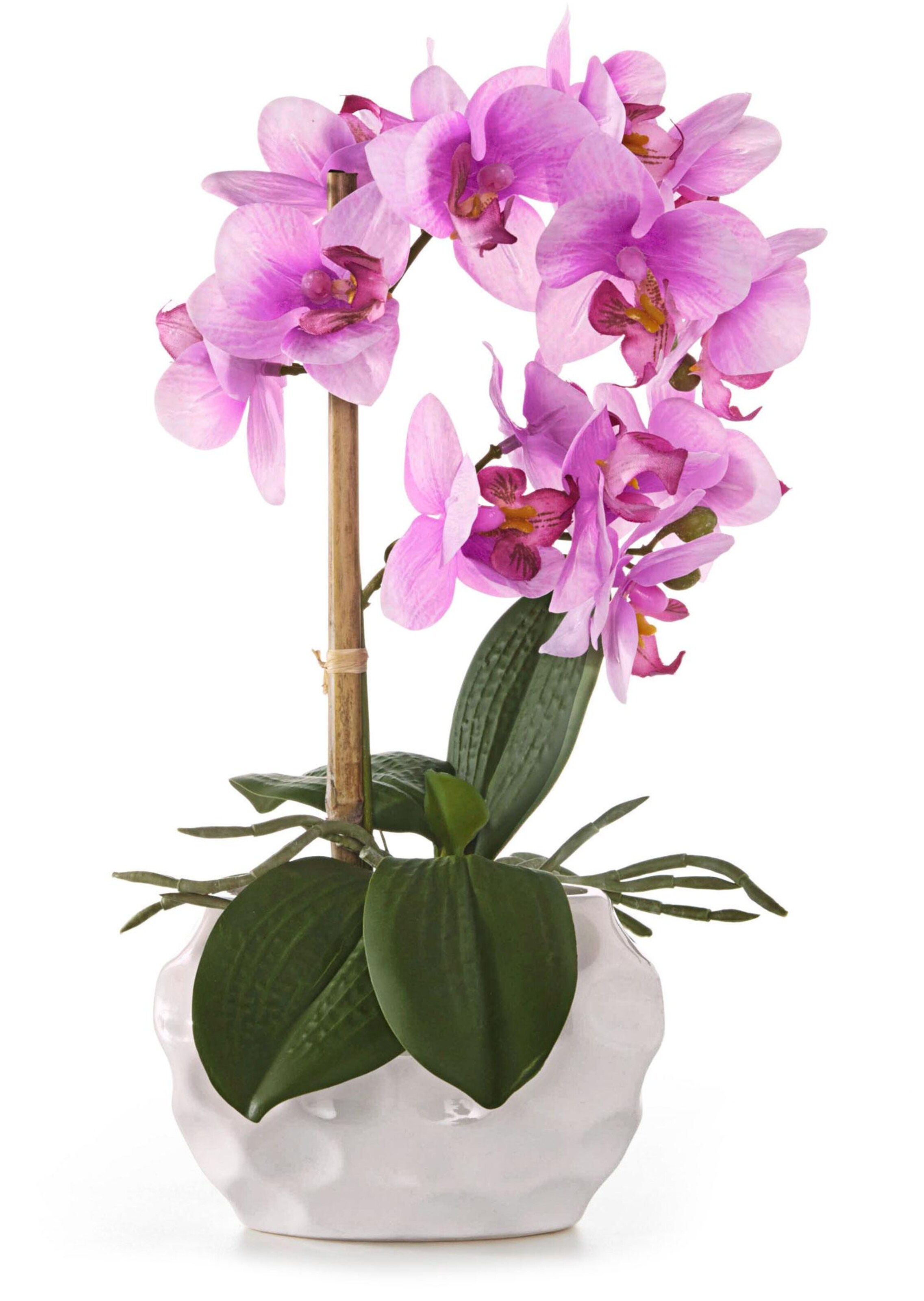 Vlinderorchidee