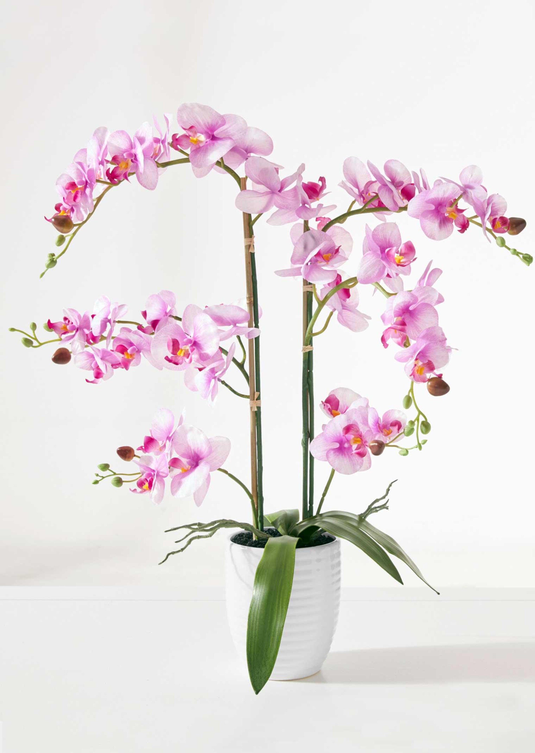 Phalaenopsis