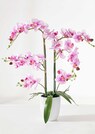 Phalaenopsis thumbnail 1