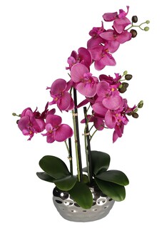 Orchidée thumbnail 4