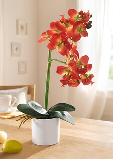 Phalaenopsis thumbnail 3